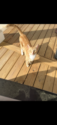 Reunited Male Cat last seen Near Wanymala Road, Richmond, VA 23229