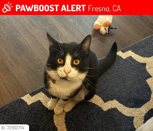 Lost Male Cat last seen Herndon and Brawley , Fresno, CA 93711