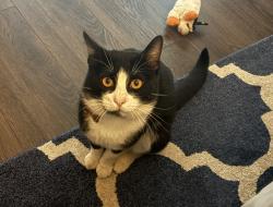 Lost Male Cat last seen Herndon and Brawley , Fresno, CA 93711