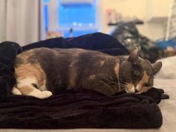 Lost Female Cat last seen Near Mt Zion Cemetery, Queens, NY 11378
