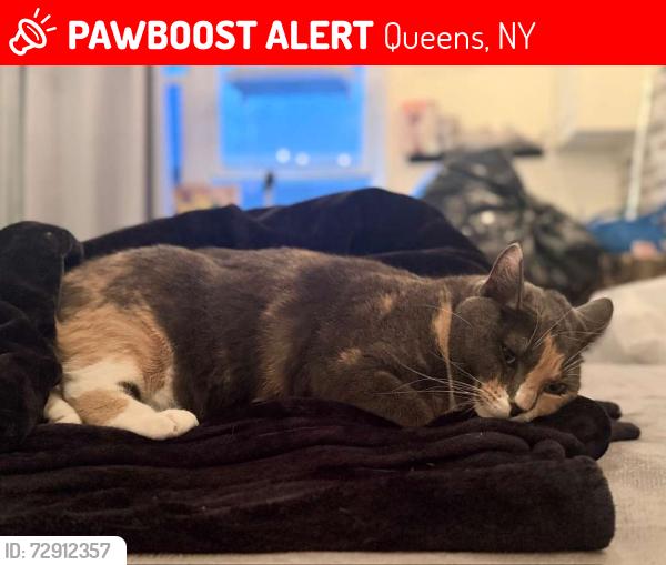 Lost Female Cat last seen Near Mt Zion Cemetery, Queens, NY 11378