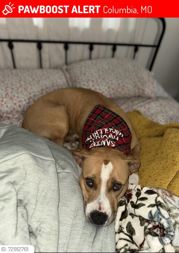 Lost Male Dog last seen East St Charles Rd, Columbia, MO 65202