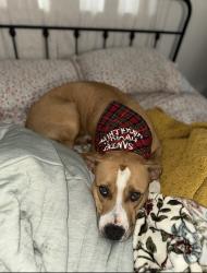 Lost Male Dog last seen East St Charles Rd, Columbia, MO 65202