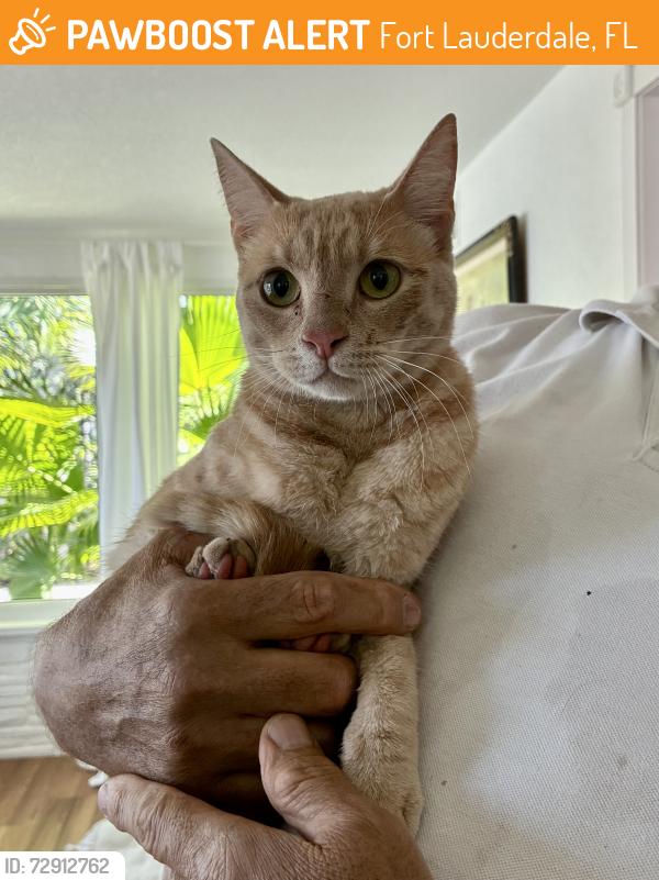 Found/Stray Unknown Cat last seen 13th Street, Fort Lauderdale, FL 33304