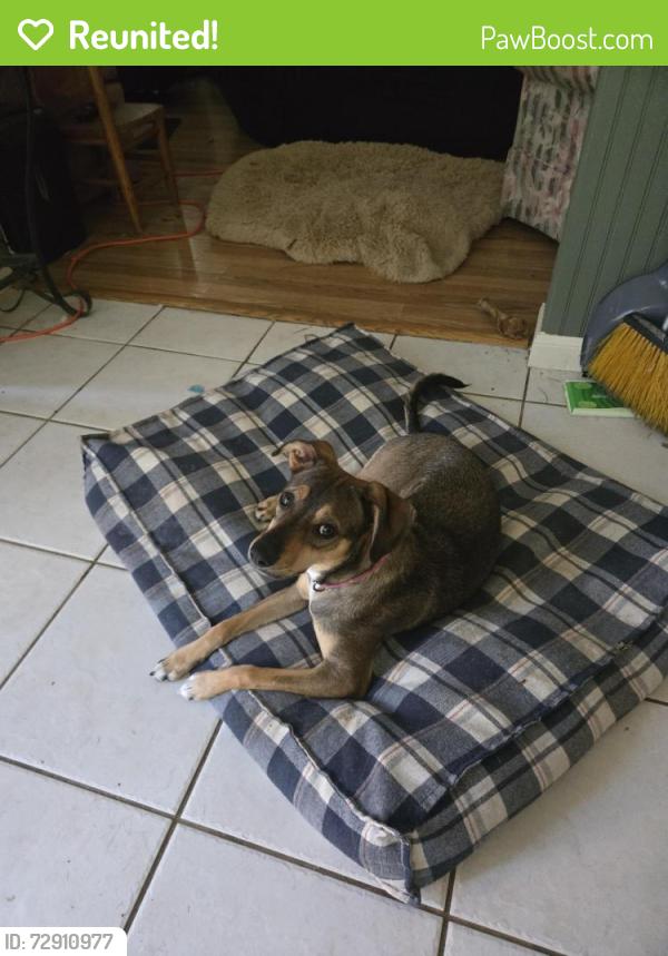 Reunited Female Dog last seen Bang elementary , Houston, TX 77064