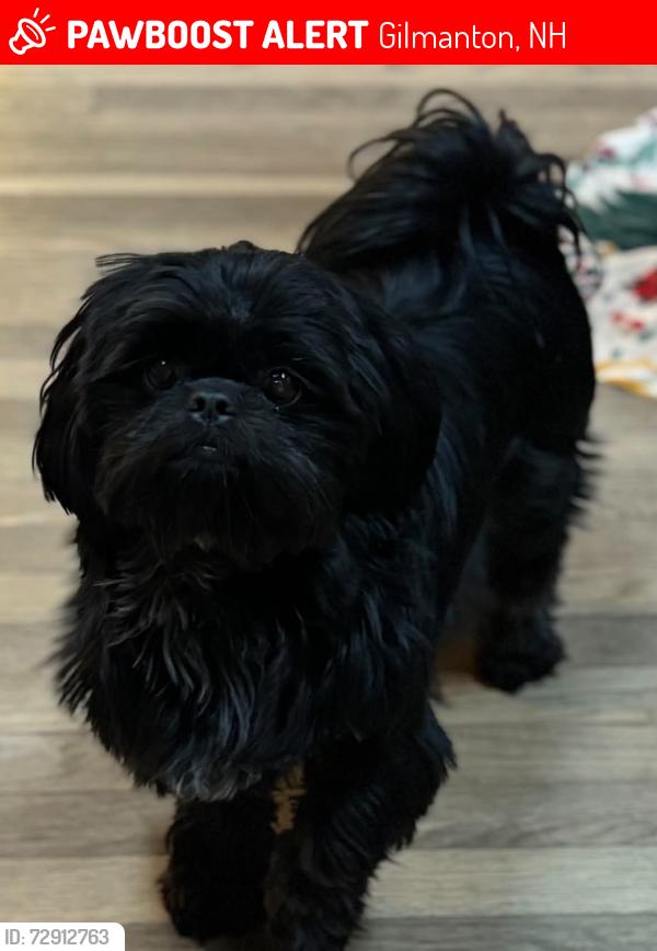 Lost Female Dog last seen Providence road, Gilmanton, NH 03237