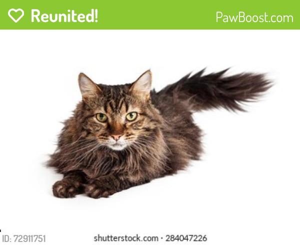Reunited Female Cat last seen Northbrook Community Park near Valley and Ann Road NLV , North Las Vegas, NV 89031