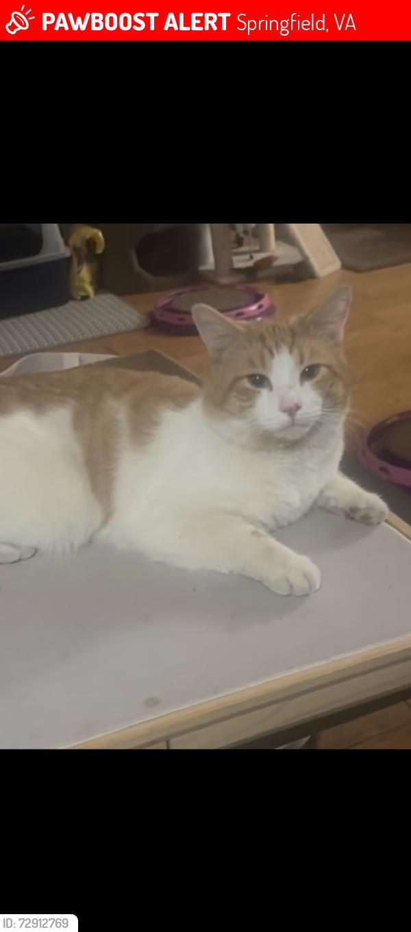 Lost Male Cat last seen Leesville blvd, Springfield, VA 22150