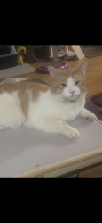 Lost Male Cat last seen Leesville blvd, Springfield, VA 22150