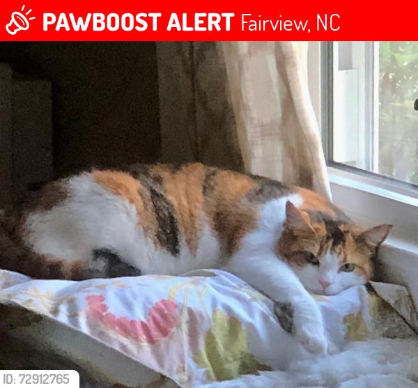 Lost Female Cat last seen Old Fort Road and Meadow Hill Road, Fairview, NC 28730