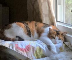 Lost Female Cat last seen Old Fort Road and Meadow Hill Road, Fairview, NC 28730
