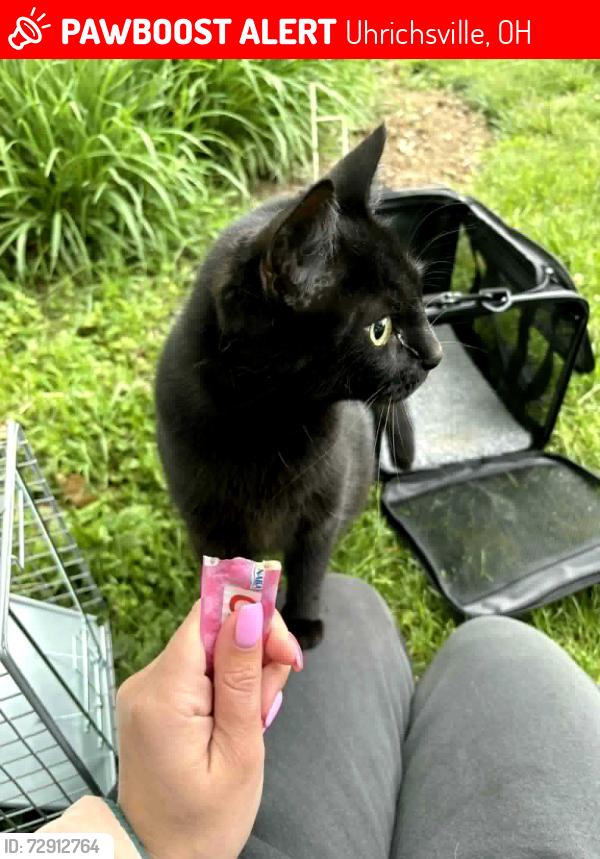 Lost Female Cat last seen Behind rite aid , Uhrichsville, OH 44683