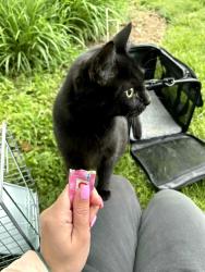 Lost Female Cat last seen Behind rite aid , Uhrichsville, OH 44683