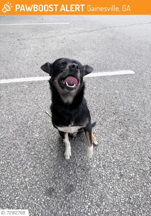 Found/Stray Male Dog last seen Lanier Point Park , Gainesville, GA 30501