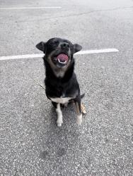 Found/Stray Male Dog last seen Lanier Point Park , Gainesville, GA 30501
