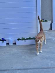 Found/Stray Male Cat last seen Near w 12700 s, Riverton, UT 84065