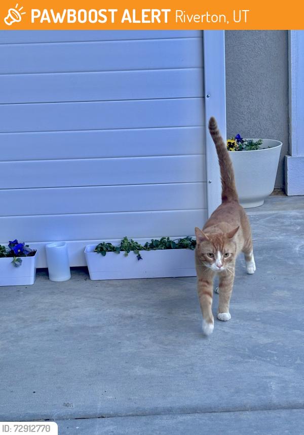Found/Stray Male Cat last seen Near w 12700 s, Riverton, UT 84065
