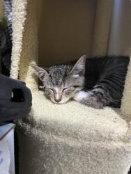 Found/Stray Female Cat last seen Ahern Dr,  Rath st, West Puente Valley, CA 91746