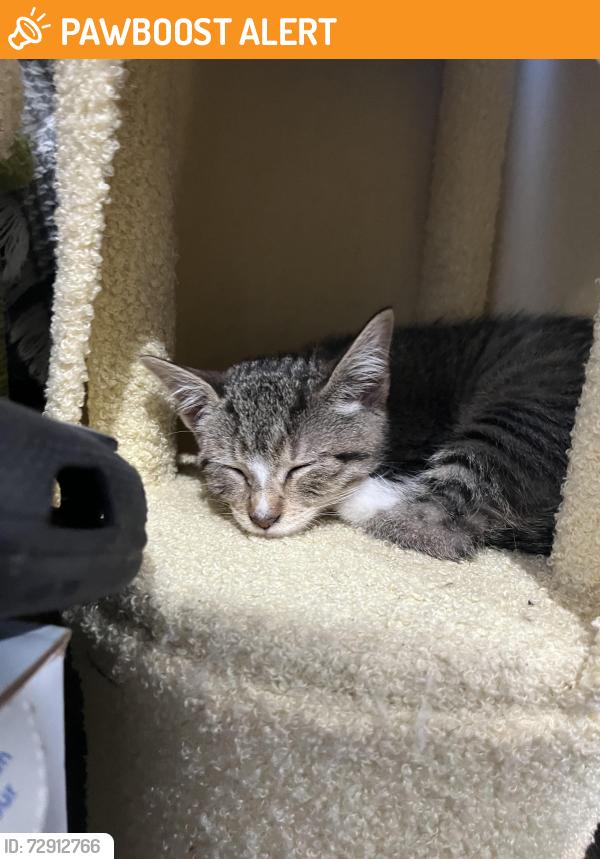 Found/Stray Female Cat last seen Ahern Dr,  Rath st, West Puente Valley, CA 91746
