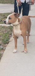 Reunited Male Dog last seen Arminta Street and Encino , Los Angeles, CA 91335