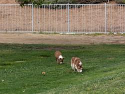 Found/Stray Unknown Dog last seen Sheffield Park, Winchester, CA, Winchester, CA 92596