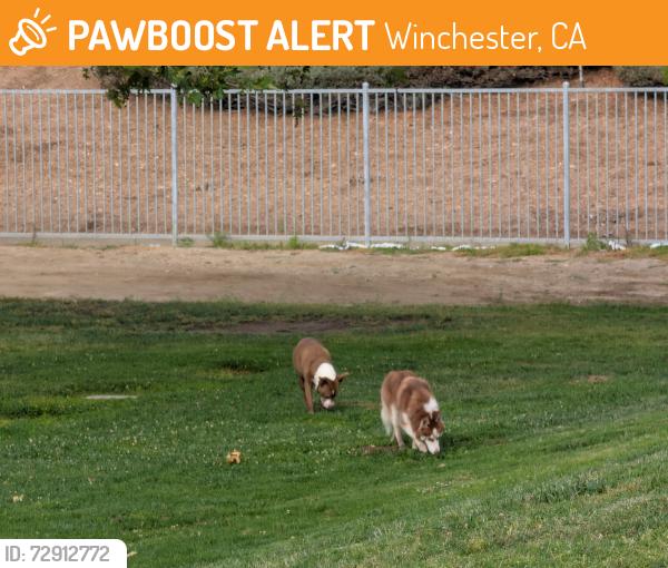 Found/Stray Unknown Dog last seen Sheffield Park, Winchester, CA, Winchester, CA 92596