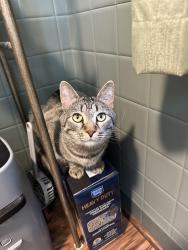 Reunited Male Cat last seen North 2nd st and elm st in wormleysburg , Wormleysburg, PA 17043