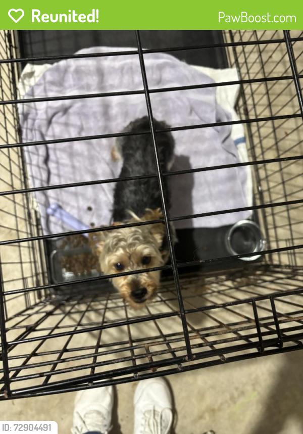 Reunited Male Dog last seen Keystone Grand Dr., Cypress, TX, Houston, TX 77433