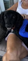 Reunited Male Dog last seen Llandfair Mobile Al, Mobile, AL 36608