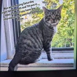 Lost Male Cat last seen 6th and 7th Ave sunset park , Brooklyn, NY 11219