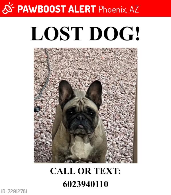 Lost Female Dog last seen 37th ave and glendale , Phoenix, AZ 85051