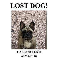 Lost Female Dog last seen 37th ave and glendale , Phoenix, AZ 85051