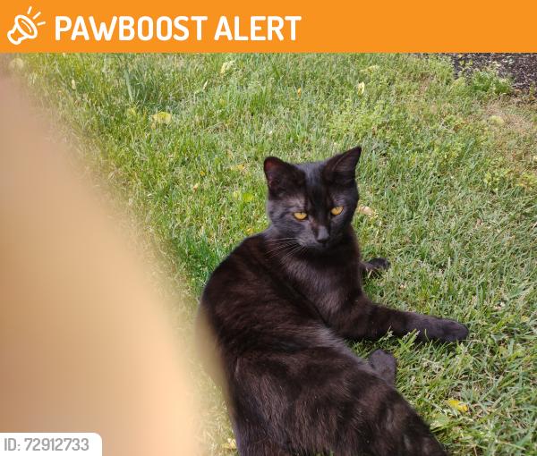 Found/Stray Female Cat last seen Bigelow Rd, Hamilton Township, NJ 08610