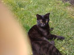 Found/Stray Female Cat last seen Bigelow Rd, Hamilton Township, NJ 08610