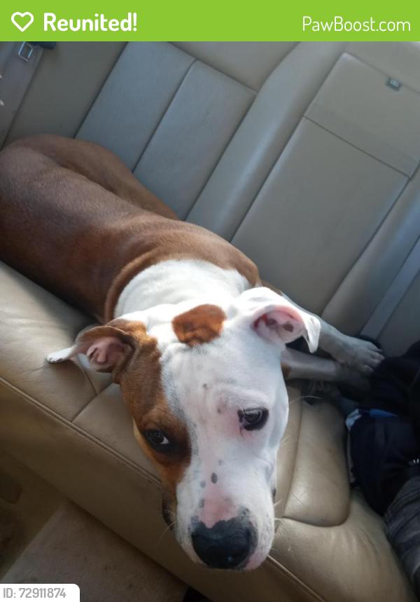 Reunited Male Dog last seen Tacoma mall, Tacoma, WA 98409