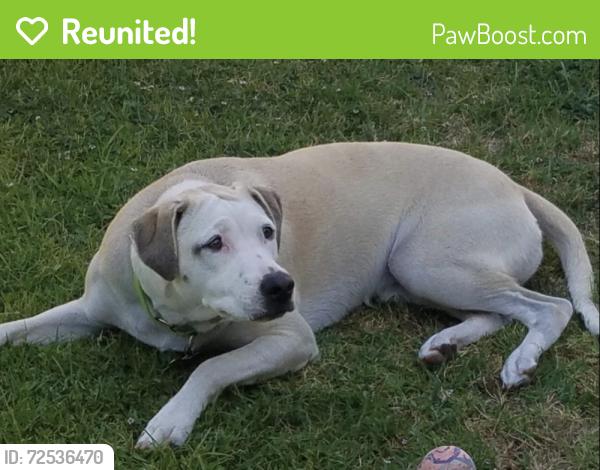 Reunited Female Dog last seen Estrada Circle, Mission Viejo , Mission Viejo, CA 92691