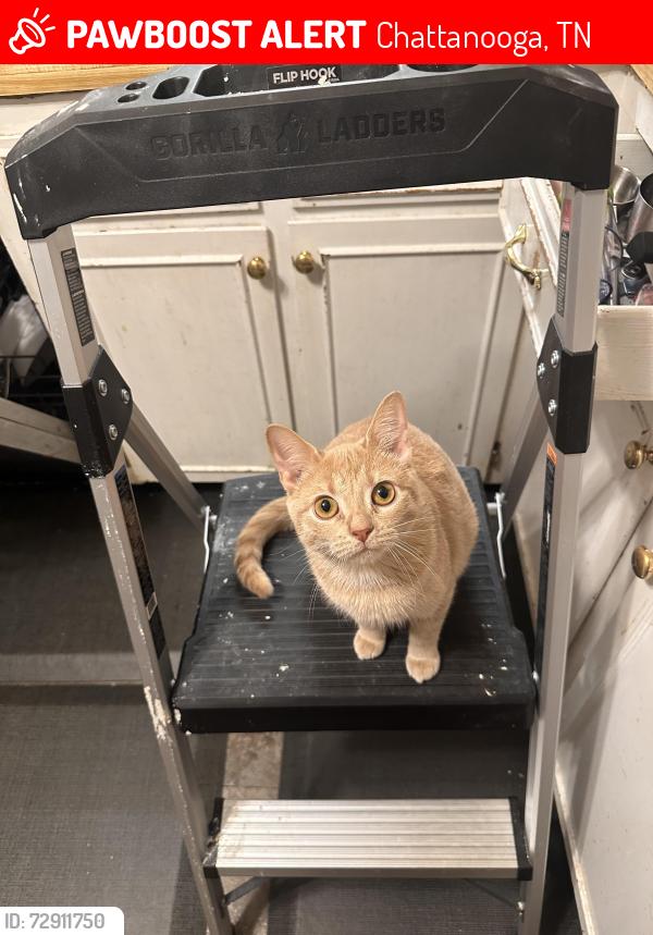 Lost Female Cat last seen Shallowford road , Chattanooga, TN 37421
