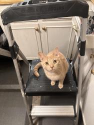 Lost Female Cat last seen Shallowford road , Chattanooga, TN 37421