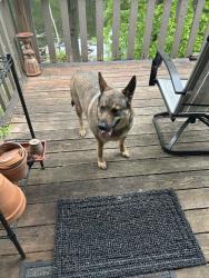 Found/Stray Female Dog last seen Stinson Blvd NE and Argonne Dr NE, Fridley,MN, Columbia Heights, MN 55421