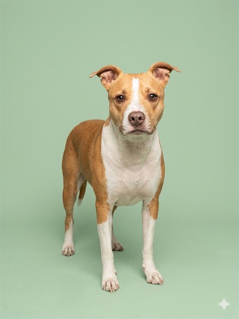 Shelter Stray Female Dog last seen ENCHANTED DR, Jacksonville, FL 32204