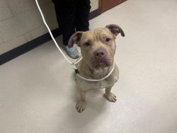 Shelter Stray Male Dog last seen Near BLOCK N 64TH ST, Milwaukee, WI 53215