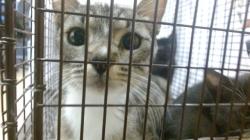 Shelter Stray Female Cat last seen WALMART 79 ST AND 32 AVE, Doral, FL 33122