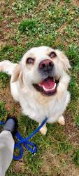 Shelter Stray Female Dog last seen CHARLOTTE, Charlotte, NC 28217