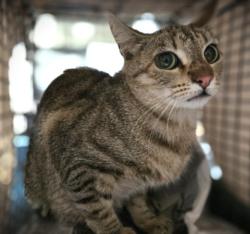 Shelter Stray Female Cat last seen , Los Angeles, CA 90031