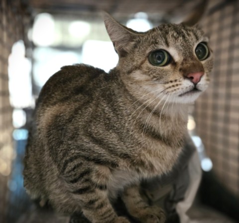 Shelter Stray Female Cat last seen , Los Angeles, CA 90031