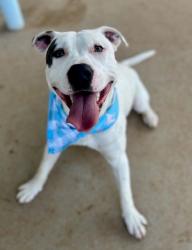 Shelter Stray Male Dog last seen CHARLOTTE, Charlotte, NC 28217
