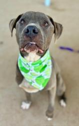 Shelter Stray Male Dog last seen CHARLOTTE, Charlotte, NC 28217