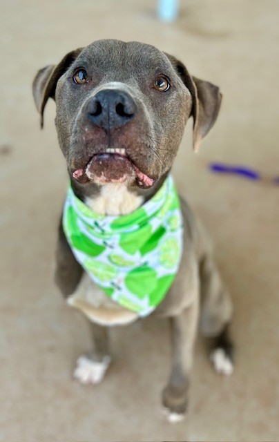 Shelter Stray Male Dog last seen CHARLOTTE, 8315 Byrum Dr, Charlotte, NC 28217, USA