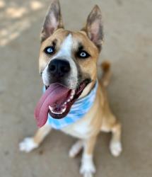 Shelter Stray Male Dog last seen CHARLOTTE, Charlotte, NC 28217