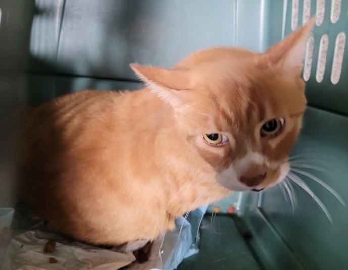 Shelter Stray Male Cat last seen , Los Angeles, CA 90031